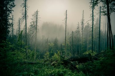 zdjęcie z Gorc - Turbacz